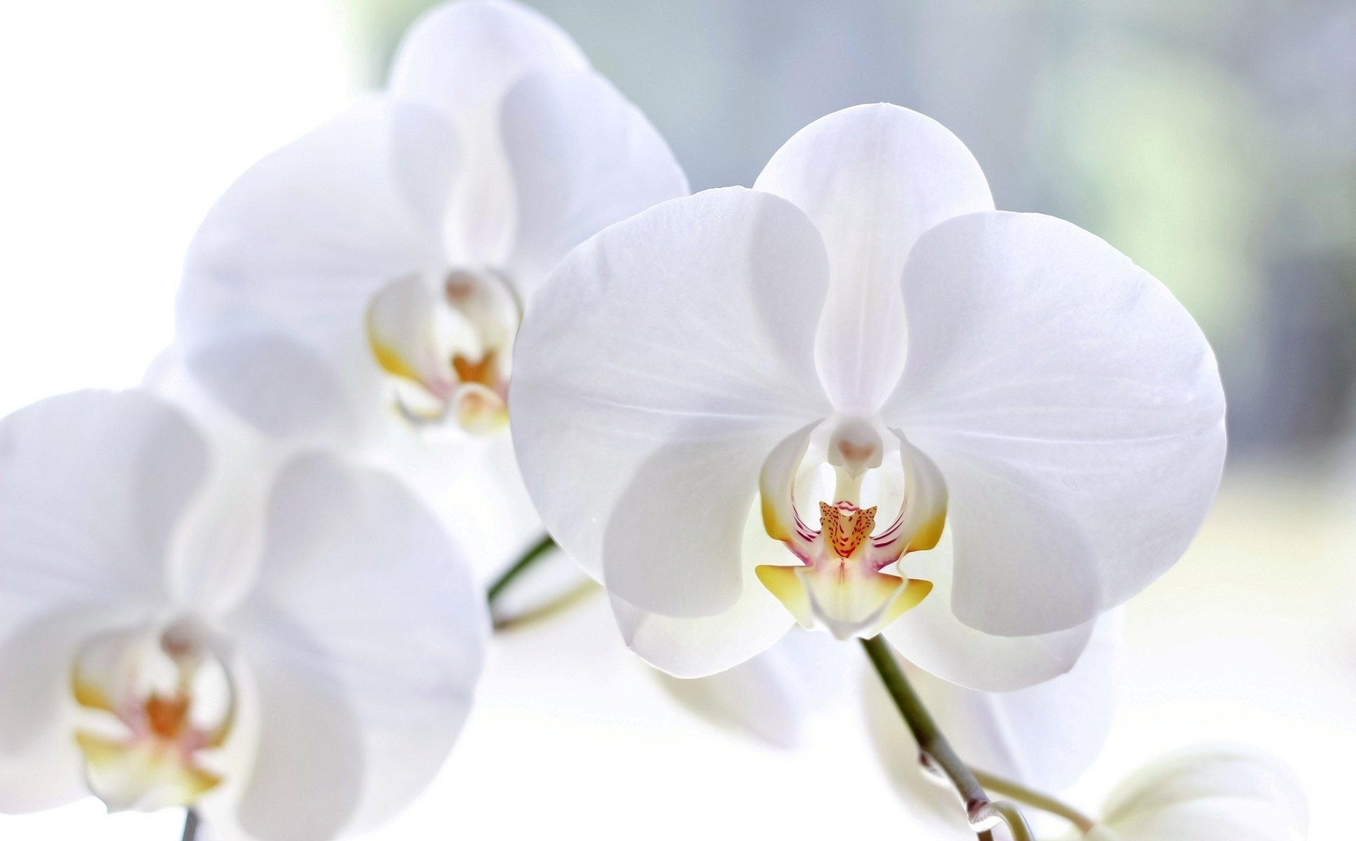 flowers orchids phalaenopsis white petals macro