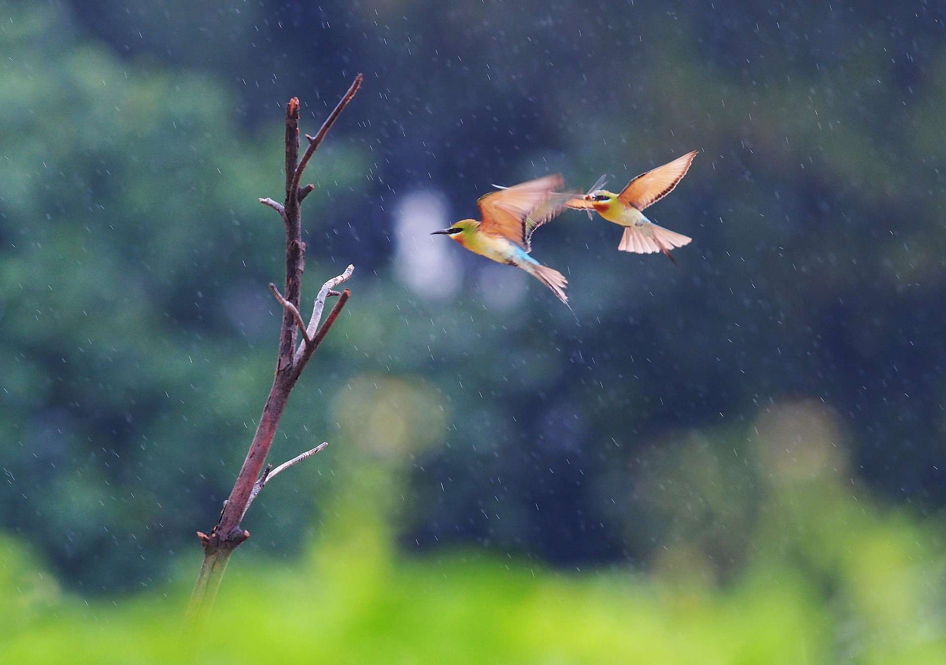 sous la pluie branche oiseaux mangeurs d abeilles deux vol