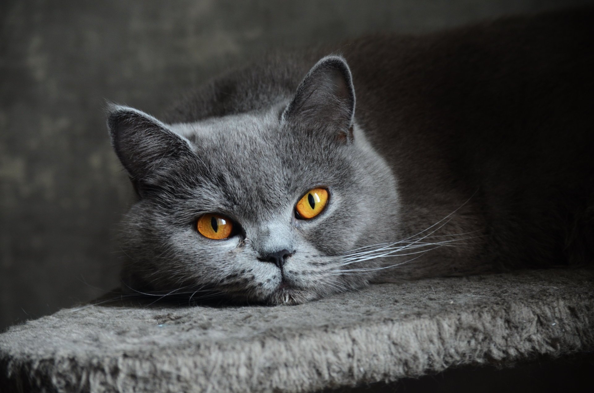 chat shorthair gris yeux britannique