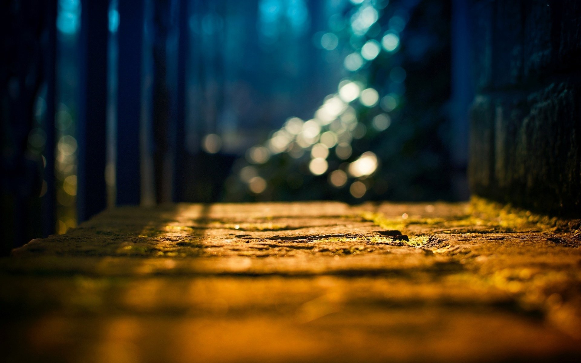 macro blur trees the sun background earth bokeh light