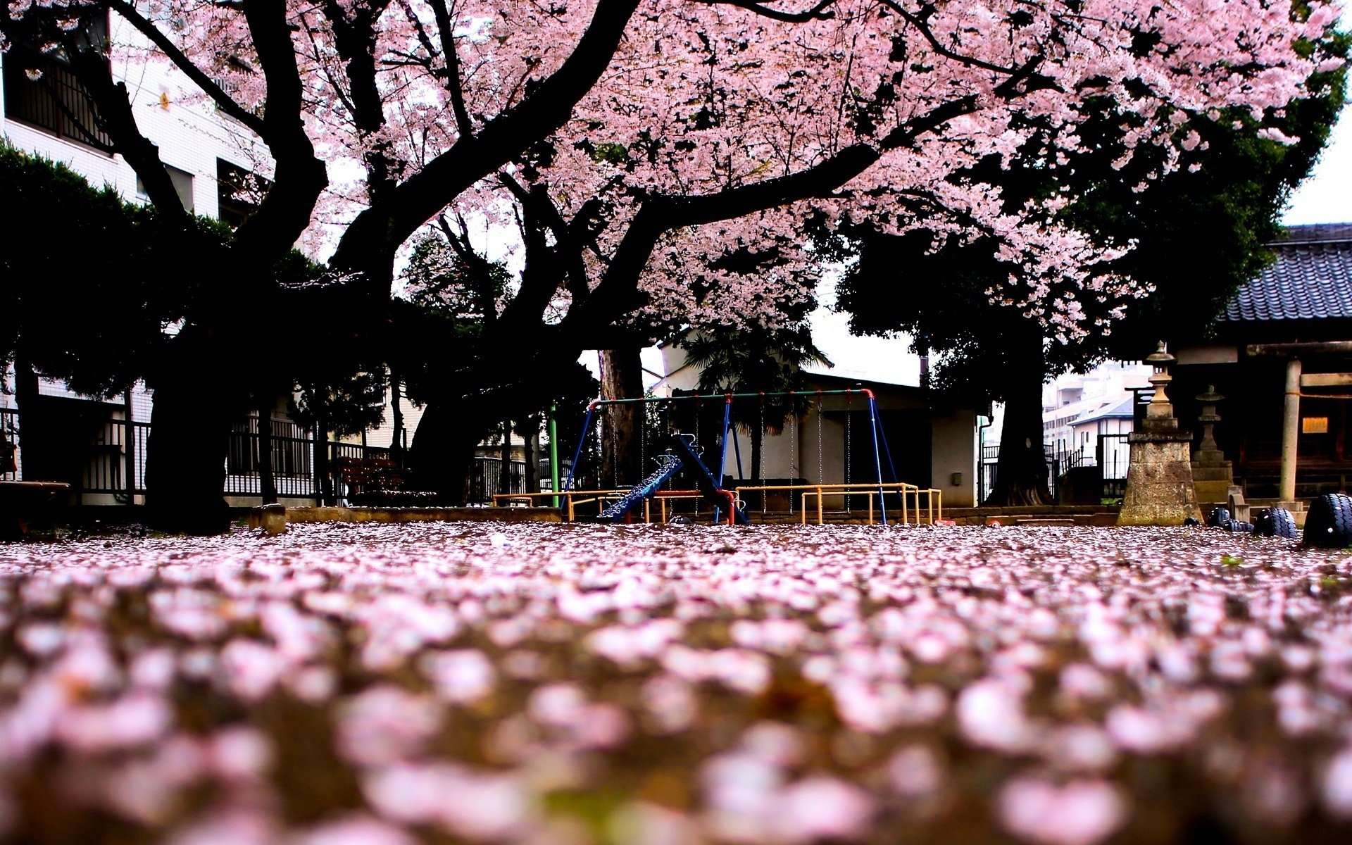 macro sakura trees tree pink flowers background