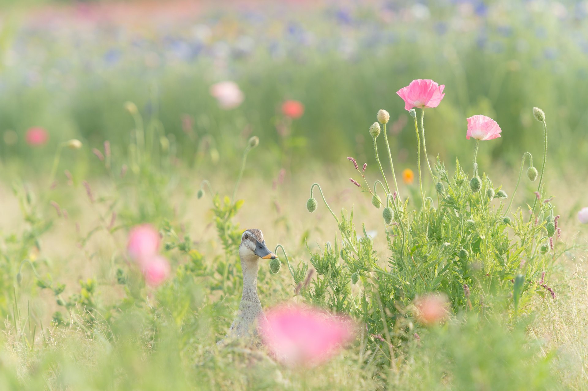 champ fleurs coquelicots canard herbe rose