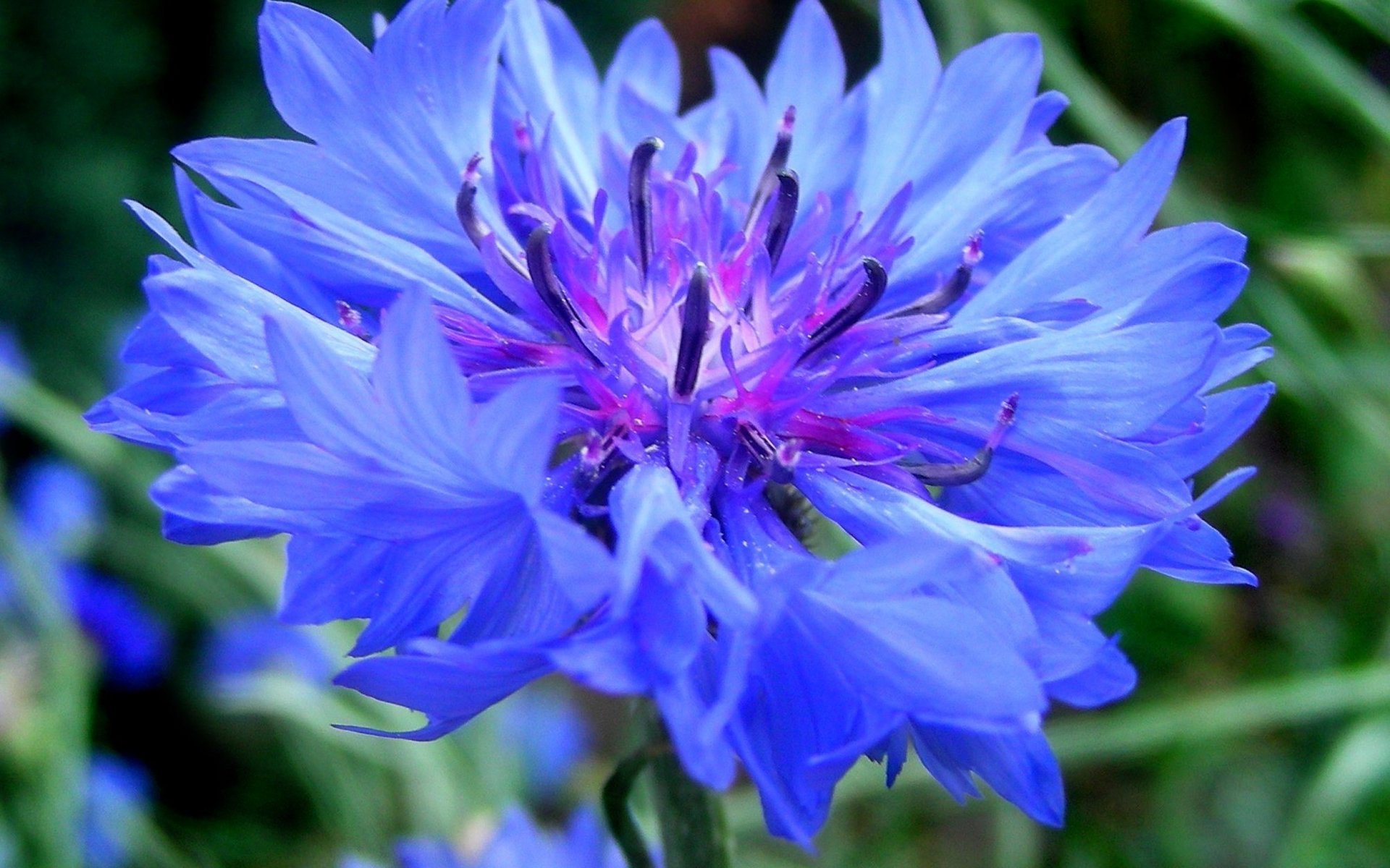 centaurea cornflower chaber zieleń kwiat chaber niebieski