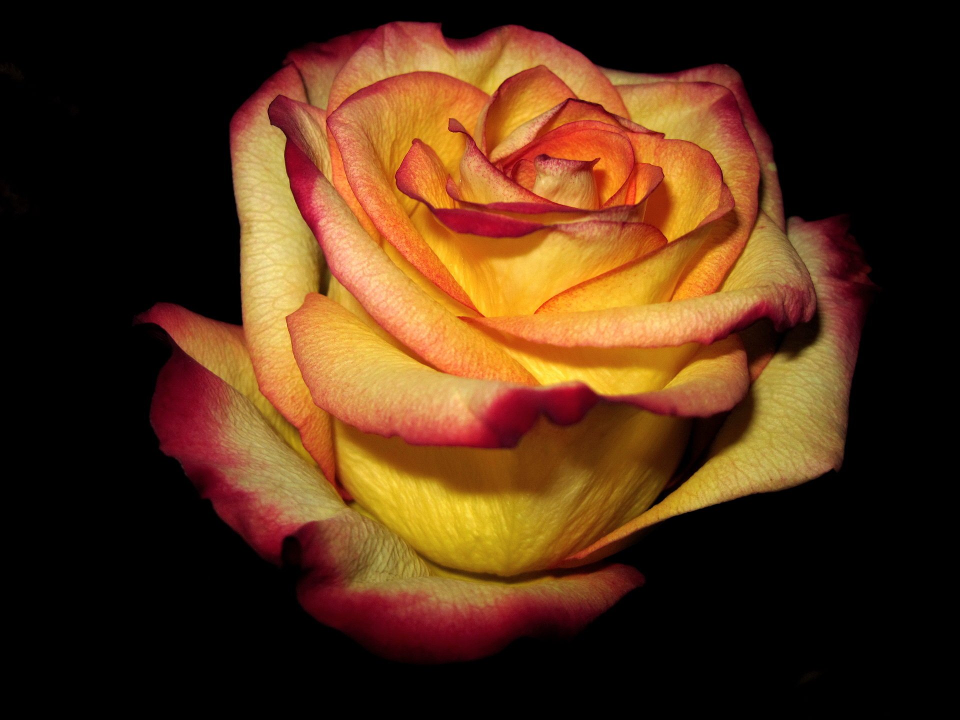 yellow edge rose background dark red