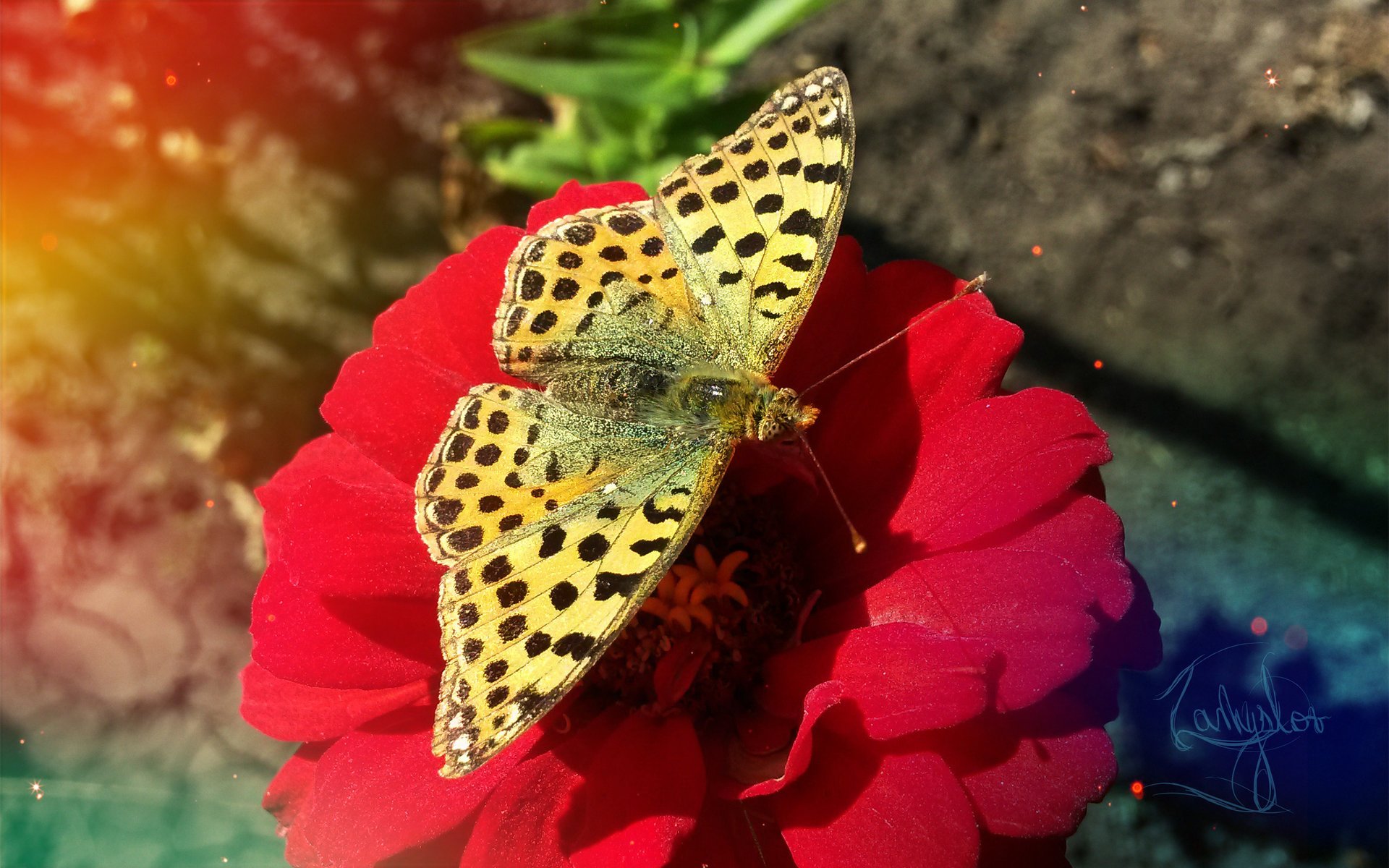 farfalla fiore retro natura insetti