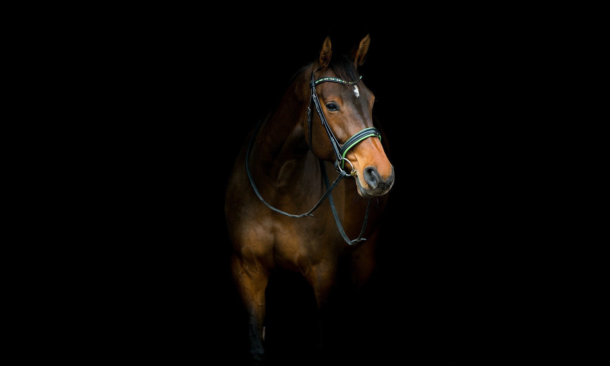 horse horse background