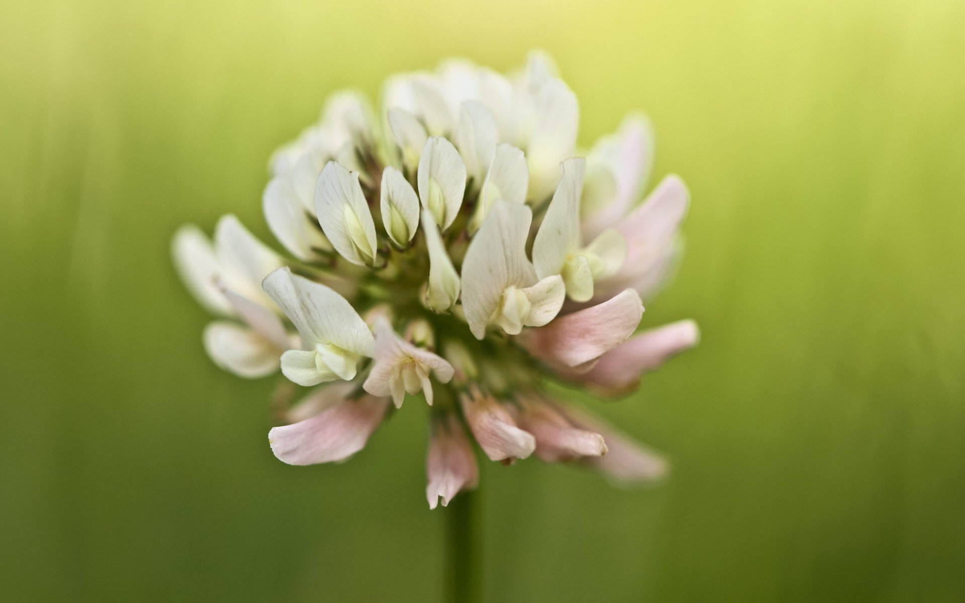 flower macro summer clover nature