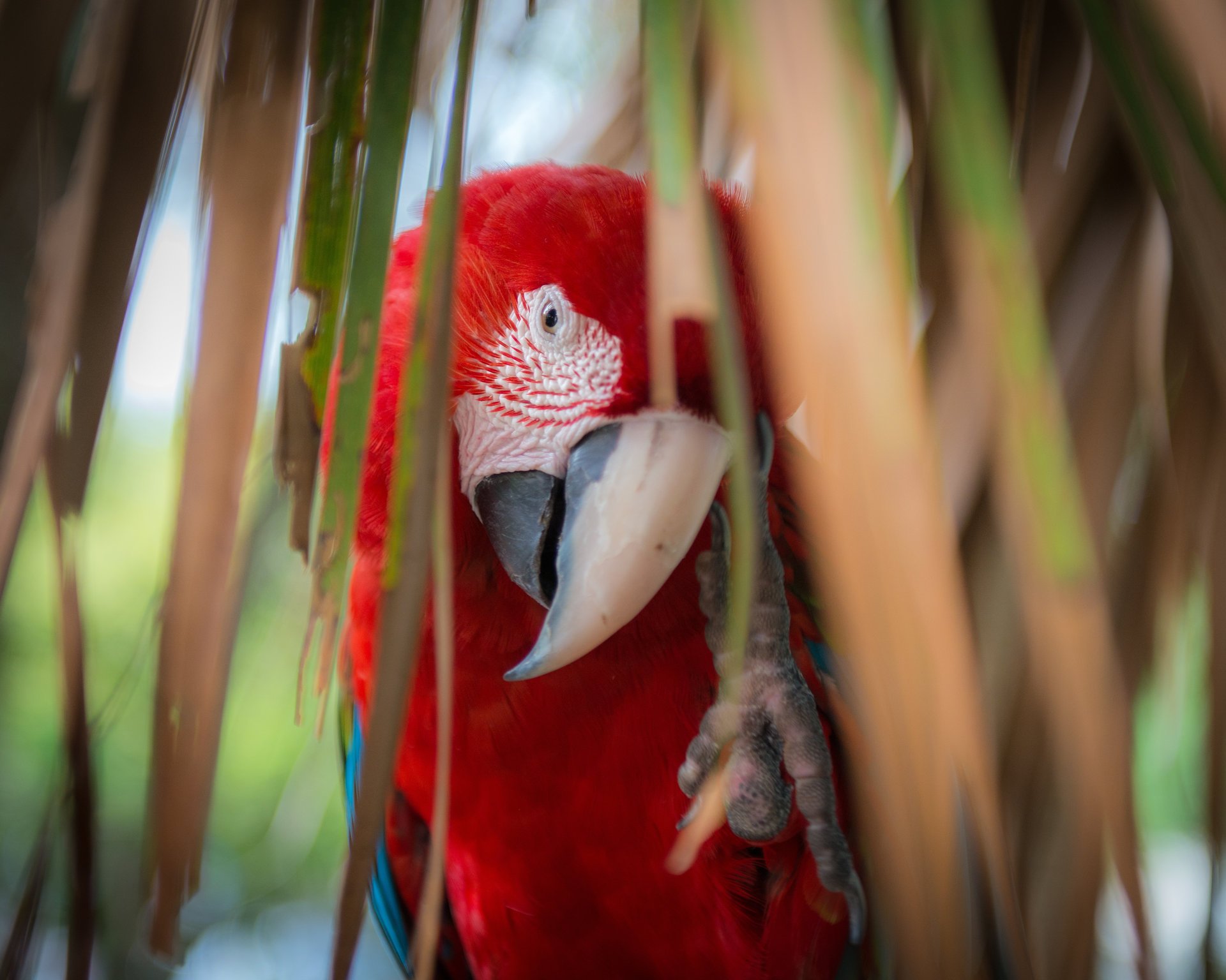 loro multicolor plumas rojo pico guacamayo