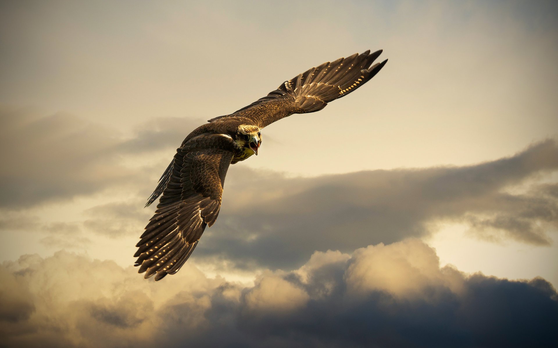 books switzerland bird the sky clouds flight eagle