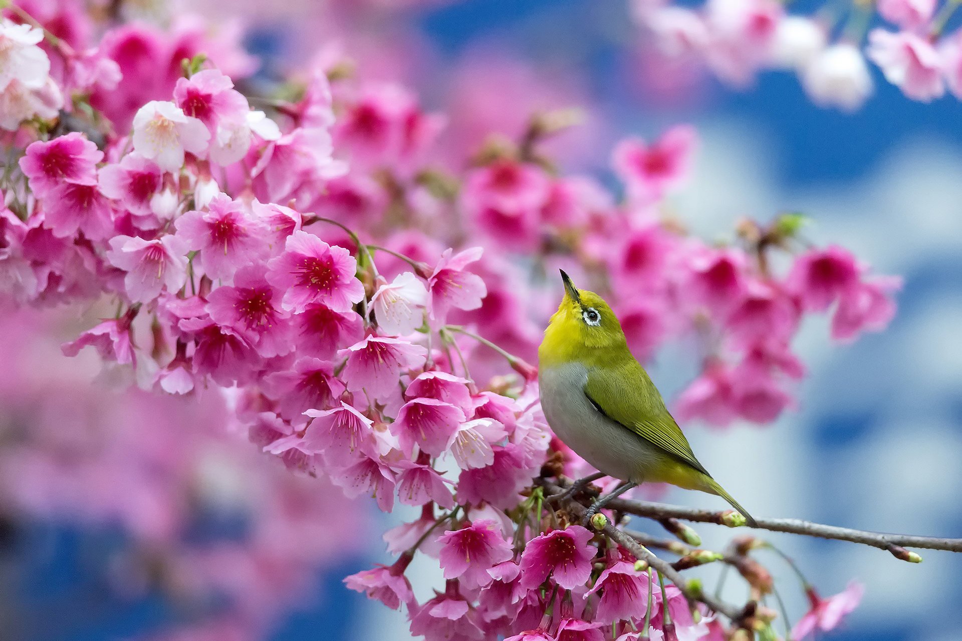 sakura blumen kirsche vogel frühling japanisches weißes auge