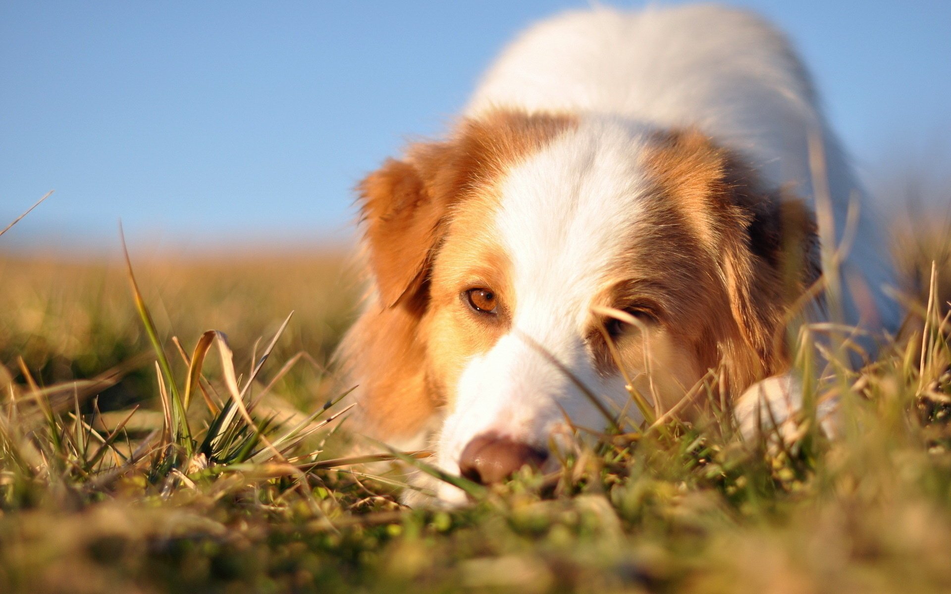 chien ami regard