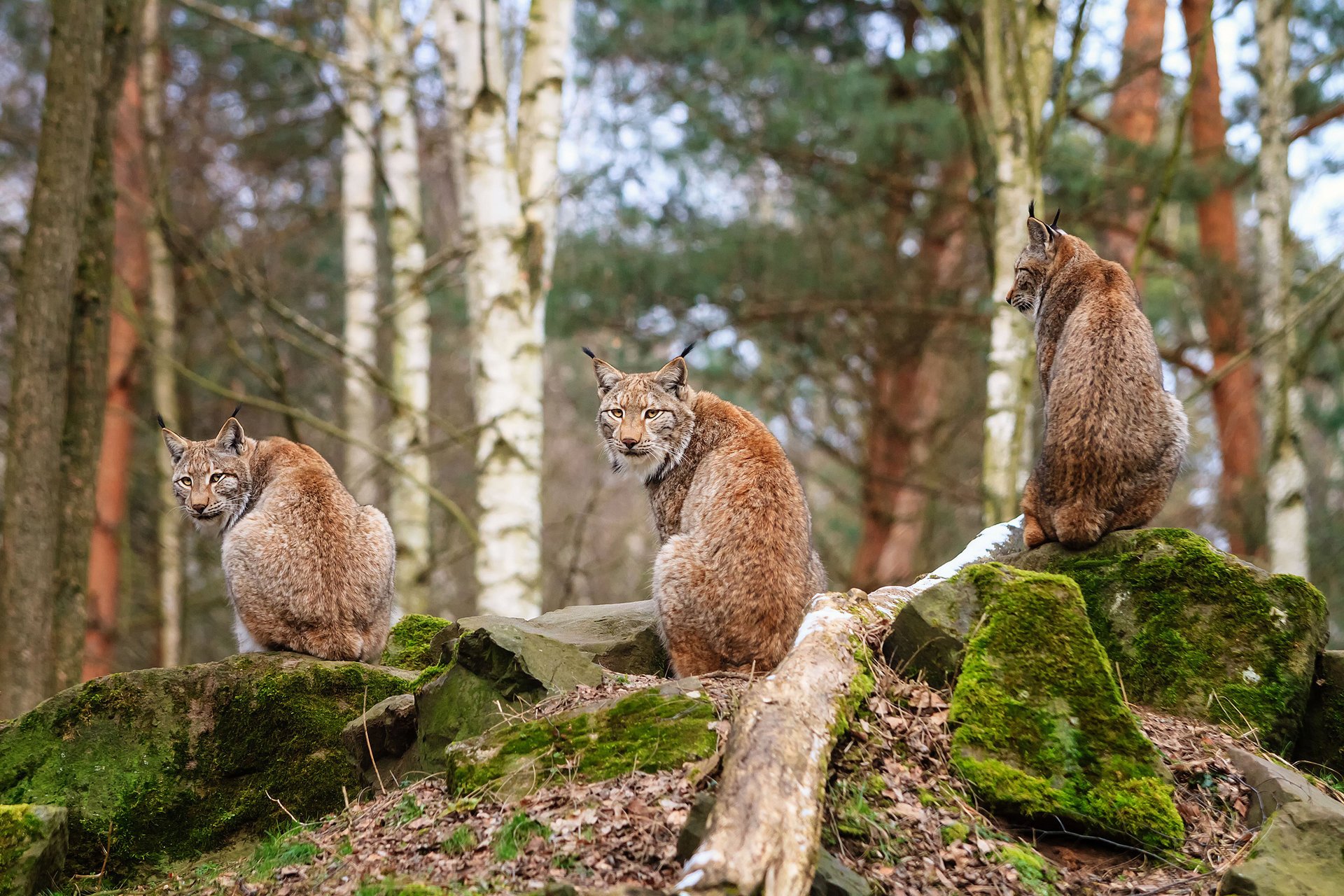 lynx pierres forêt trinité