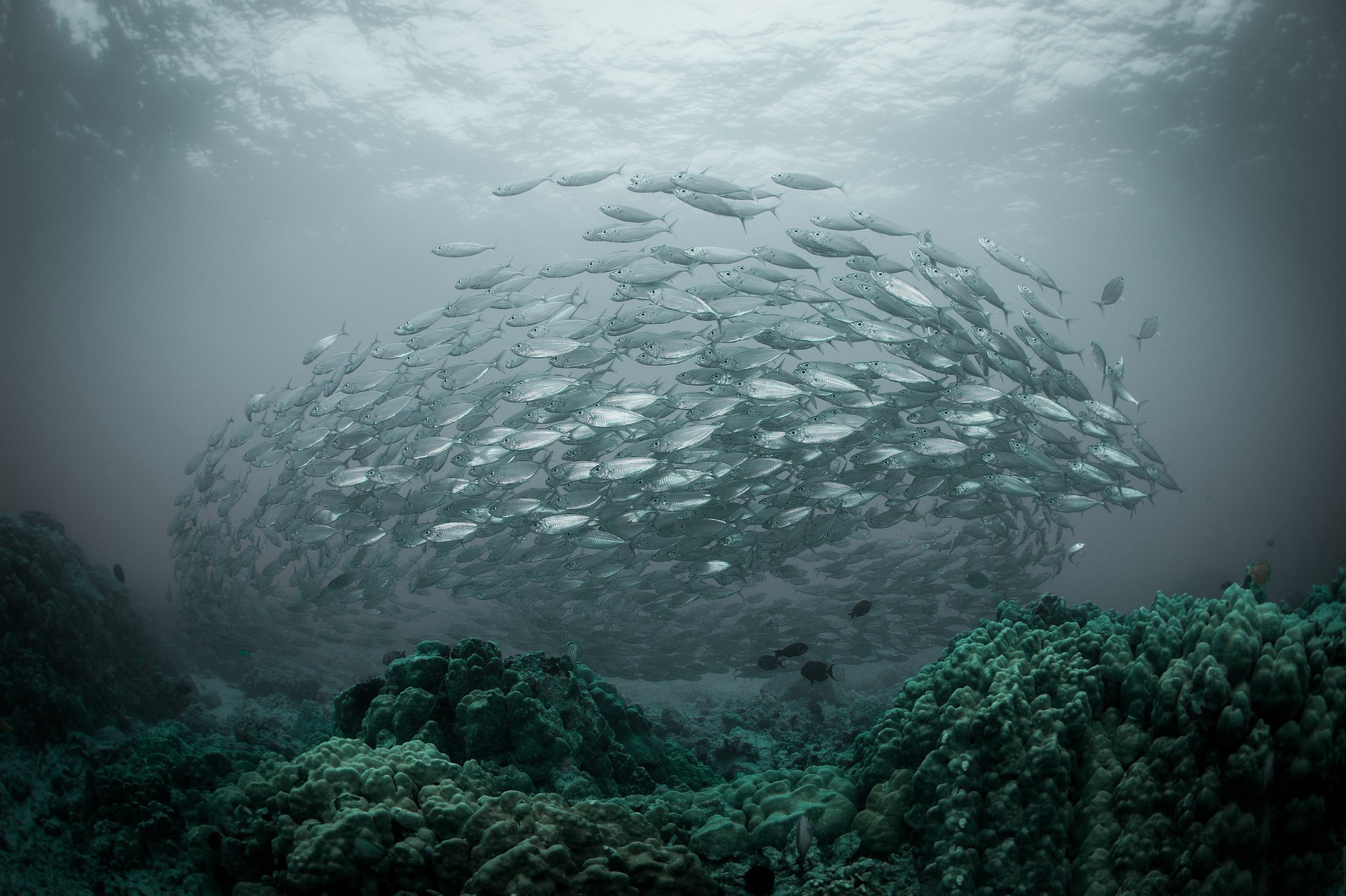 mer troupeau océan poissons