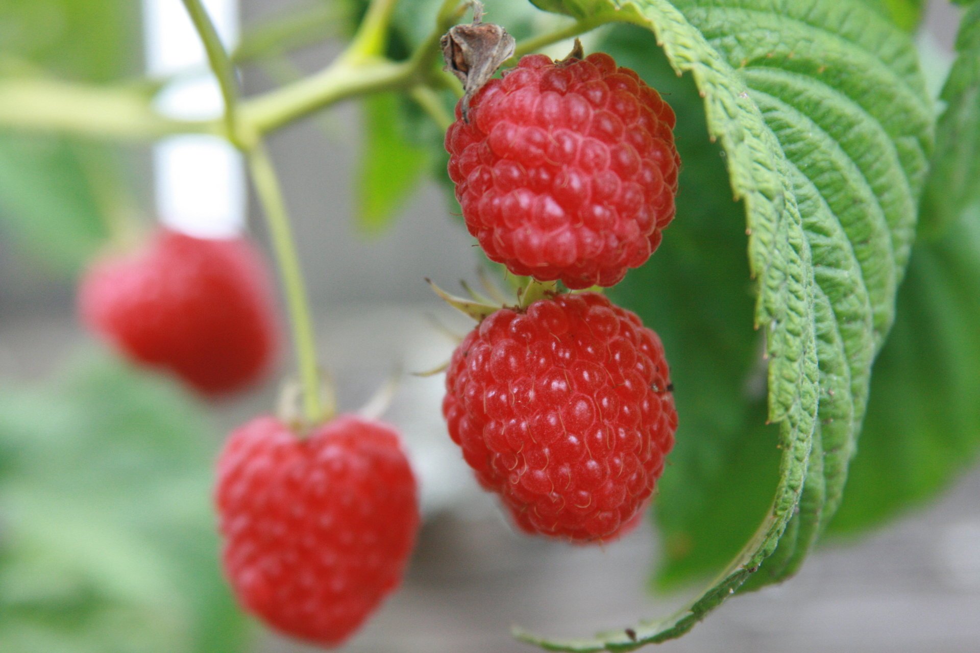 food macro raspberry plants garden nature berry berrie