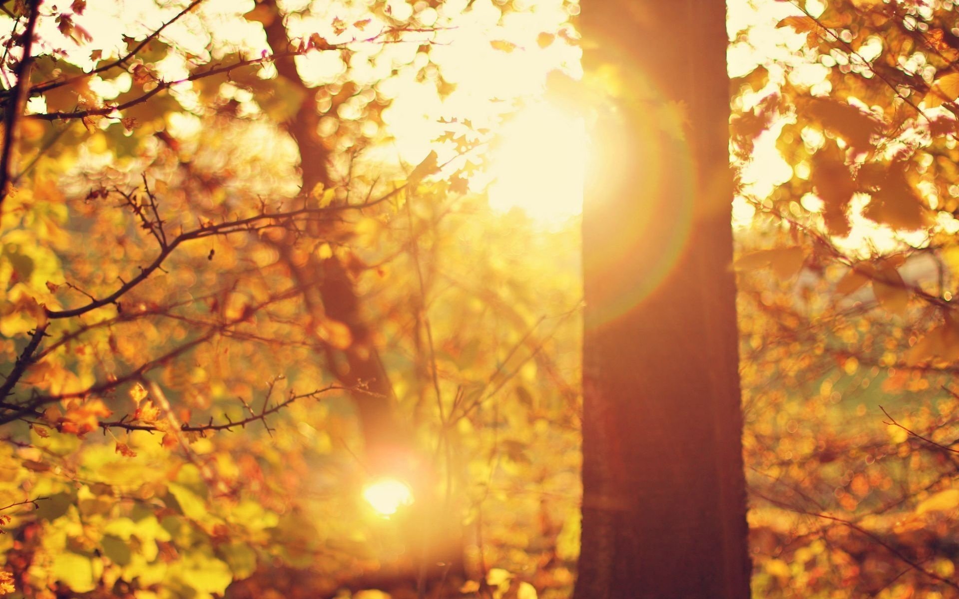 gros plan rayons éblouissement soleil arbres feuilles arbre