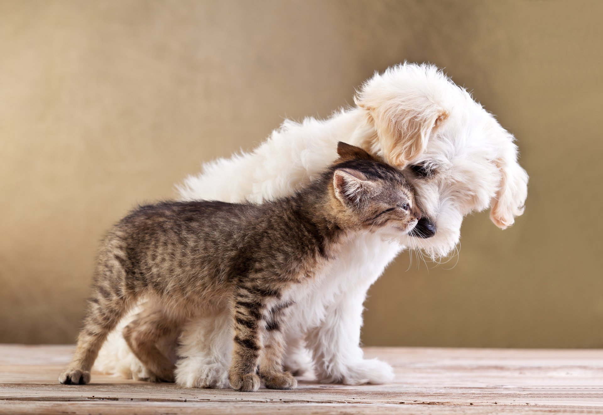 mall dog and cat together friends friends love kitten puppy