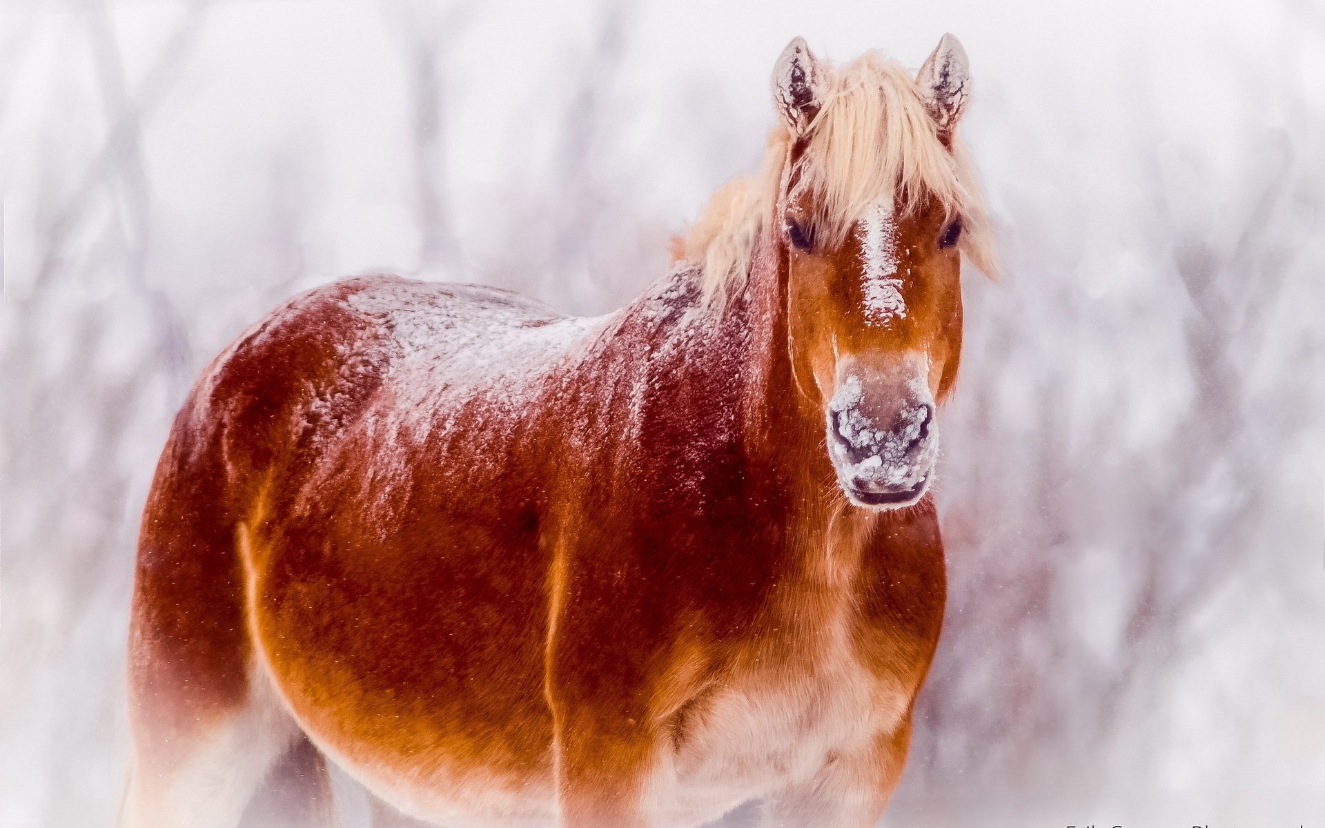 cheval neige nature