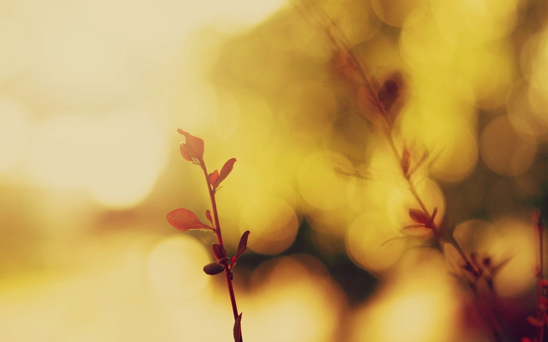 macro macro sprout leaf blur leaflet background