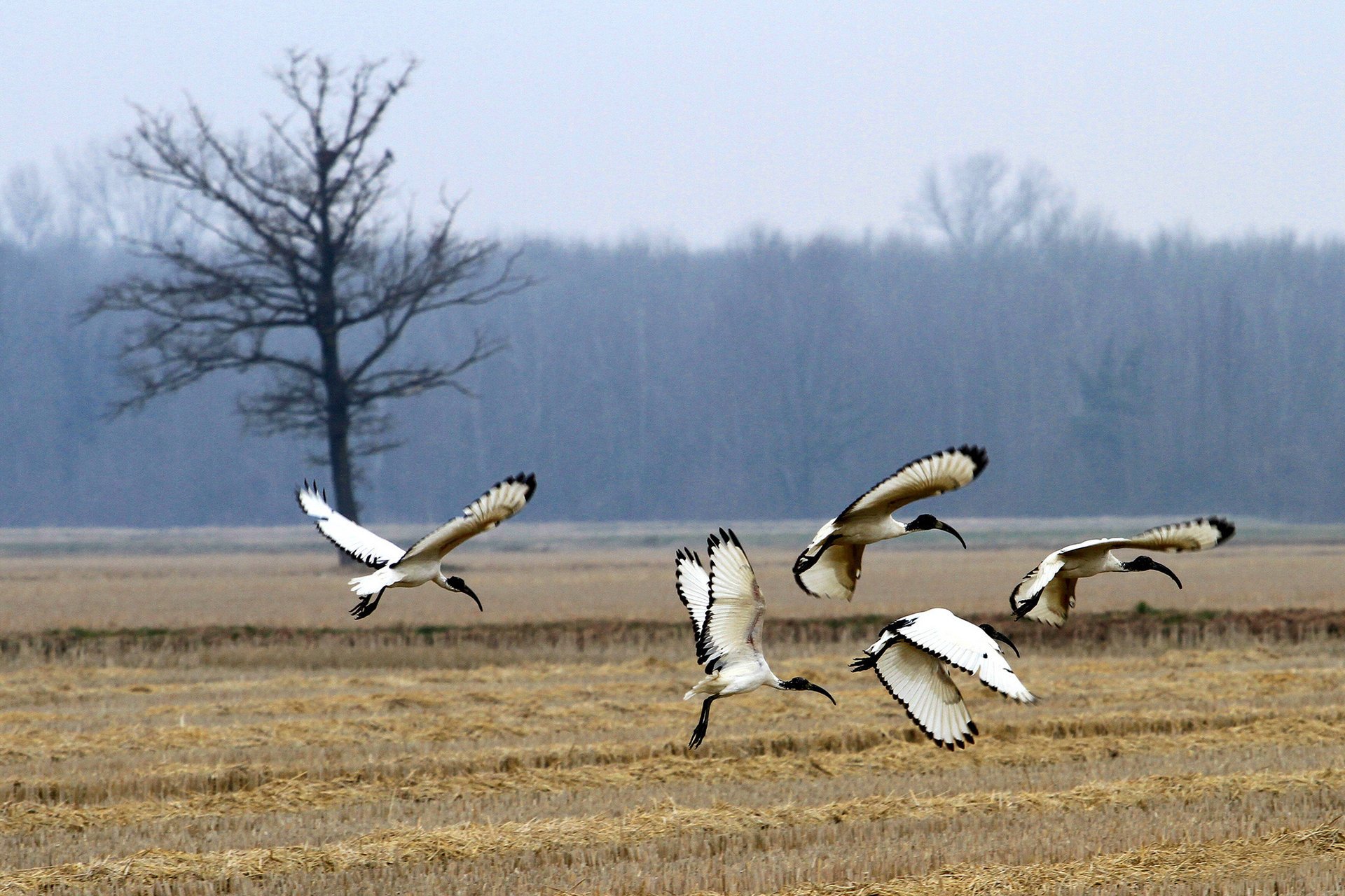 las święty ibis pole ptaki drzewo