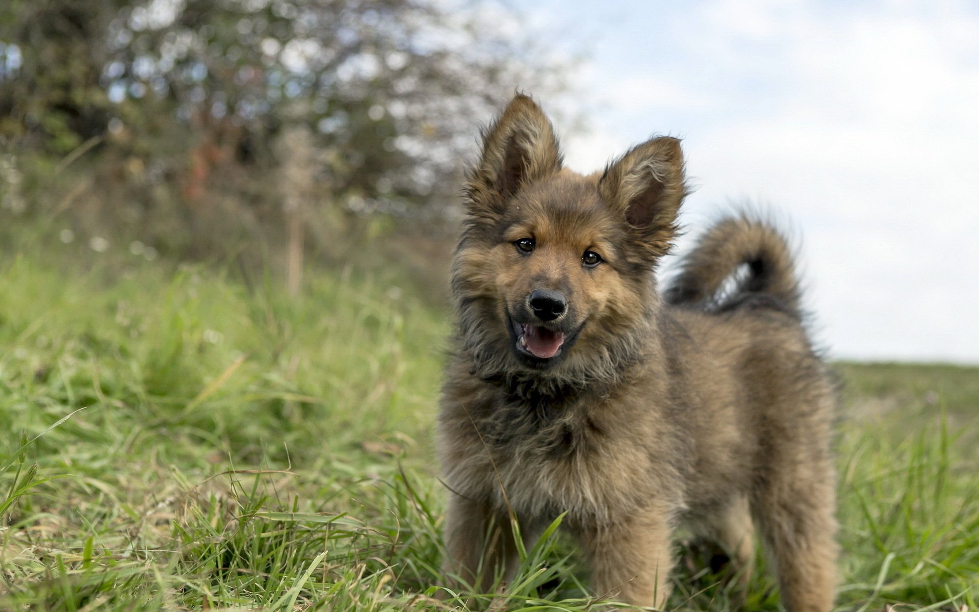 hund blick freund