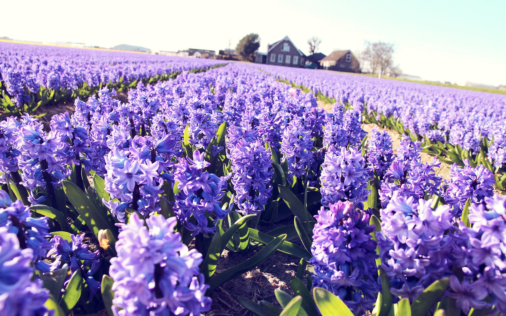 fiori lilla casa giacinti campo