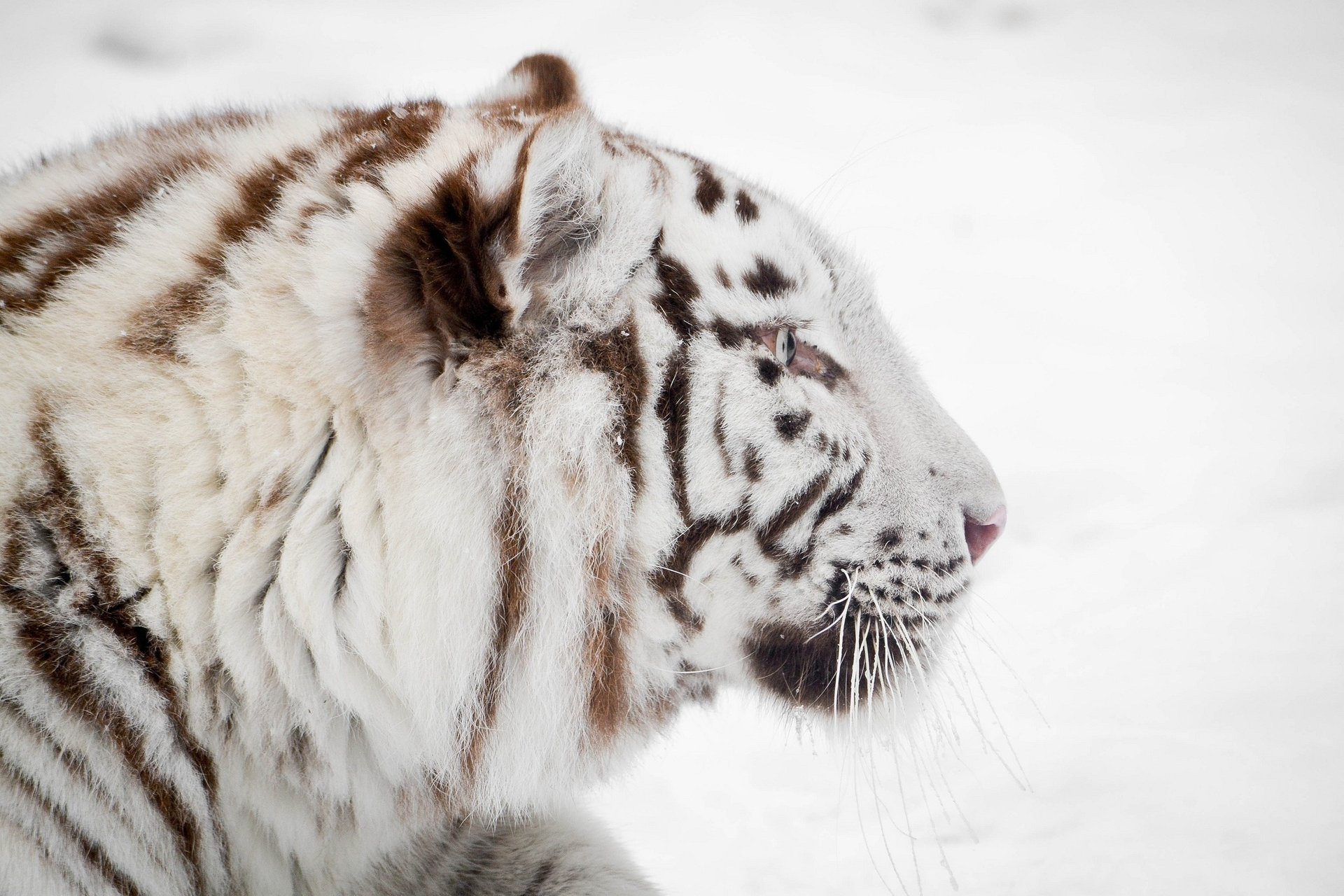 white tiger face profile winter wild cat