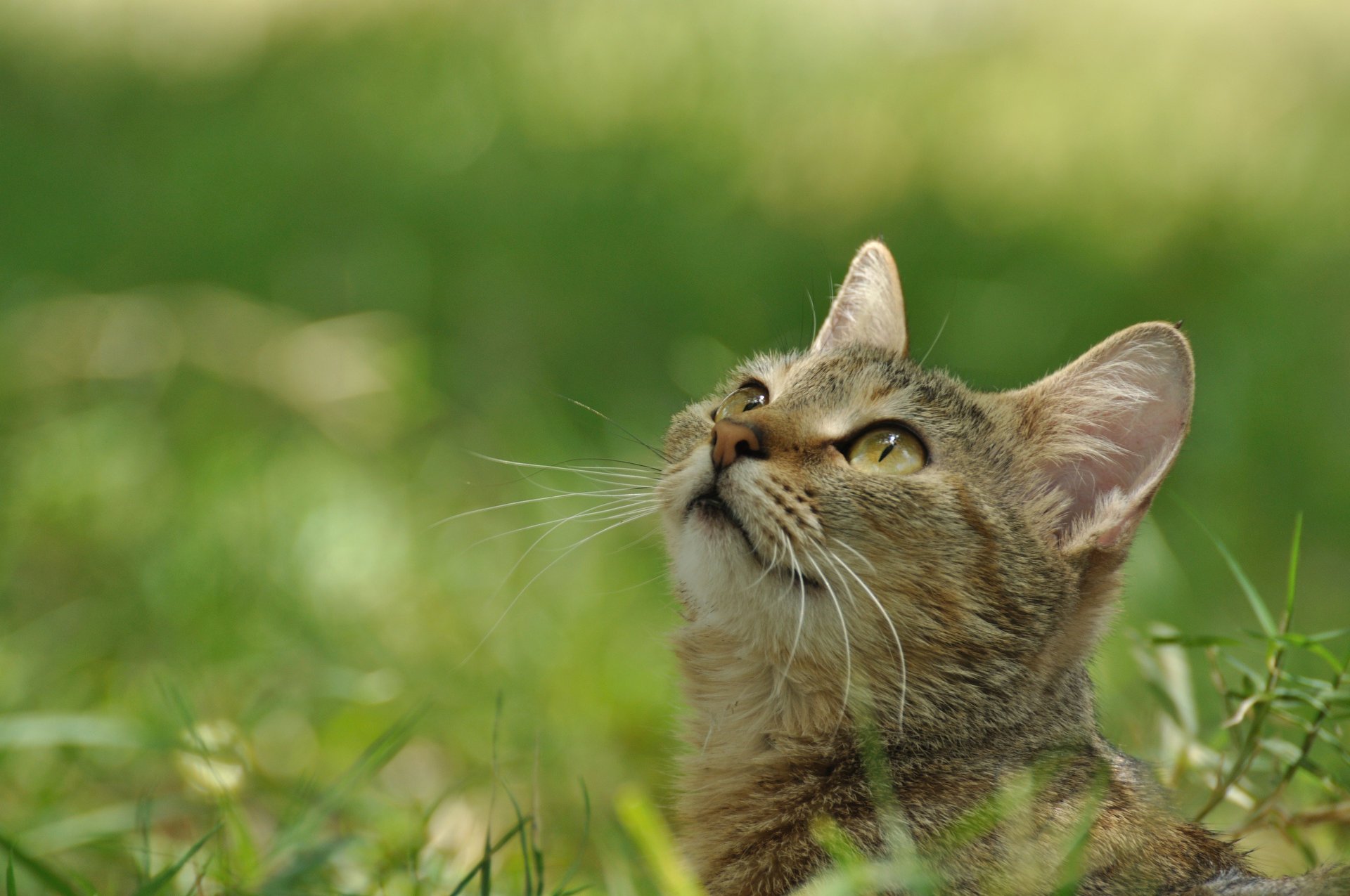 кошка котенок взгляд мордашка полосатый серый