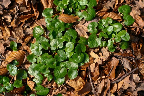 Little green plants on the brown leaves