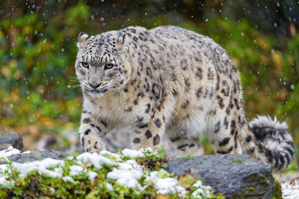 Léopard des neiges prédateur au printemps dans la forêt