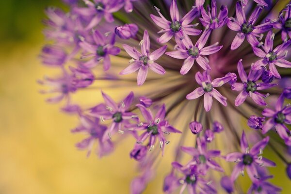 Nahaufnahme von lila Blumen auf unscharfen Hintergrund