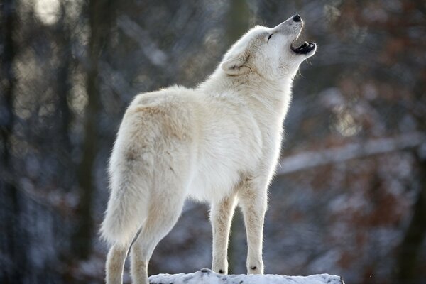 Lobo aullando en el bosque de invierno