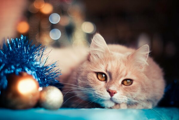 Gato de año nuevo en una colcha azul