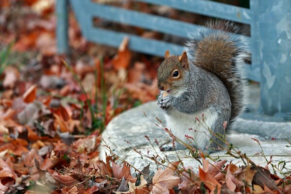 Écureuil avec une noix dans un cercle de feuilles d automne