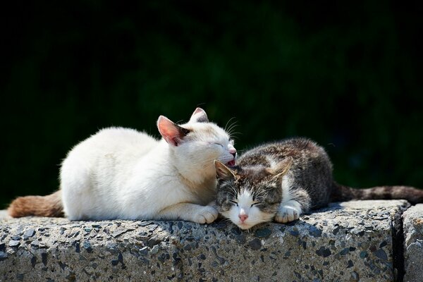 Deux chats lavés sur des pierres