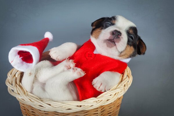 A small dog in a small basket