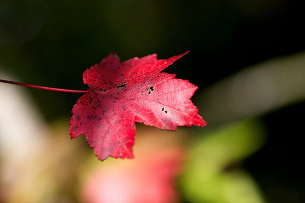 Rotes Blatt im Wald