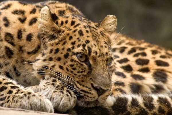 Raubtierleopard ruht auf einem Baum