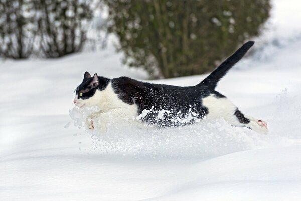 Eine schöne Katze, die im Schnee hüpft