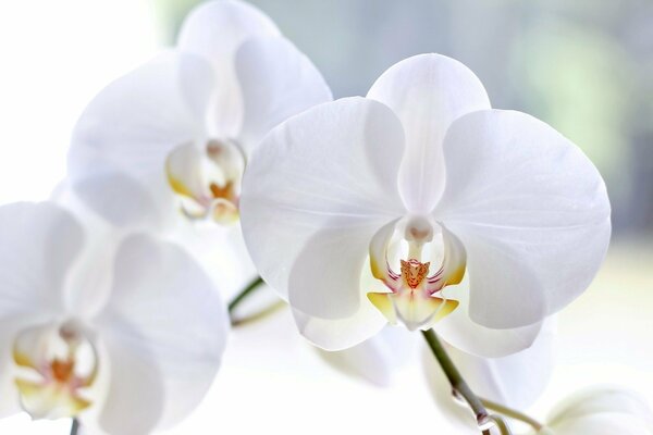 White blooming orchids on a light background