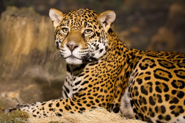 A predatory jaguar is resting in nature