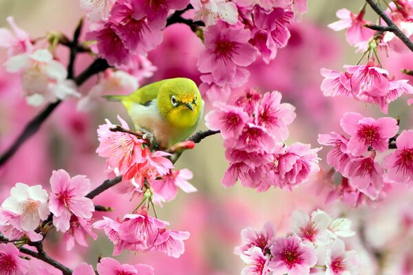 Gelber Vogel sitzt auf einer Sakura