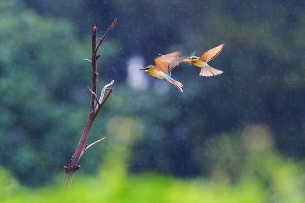 Vögel fliegen im Regen zum Baum