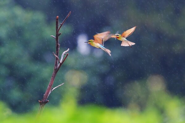 Los pájaros vuelan a un árbol bajo la lluvia
