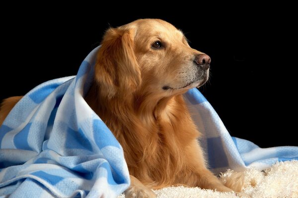 Ein Hund in Gemütlichkeit. Ruht sich unter der Decke aus