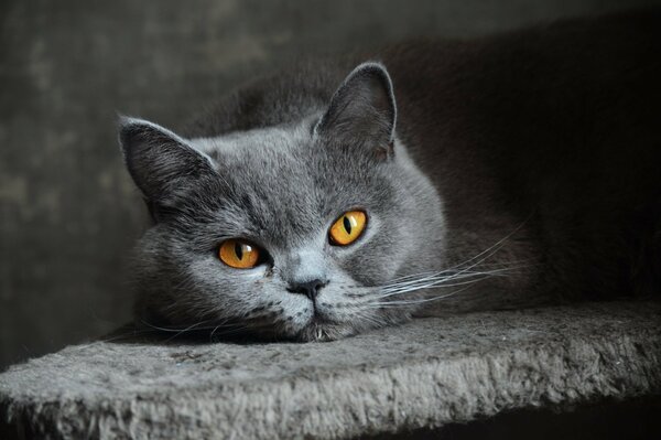 Der Blick der gelben Augen einer britischen Katze