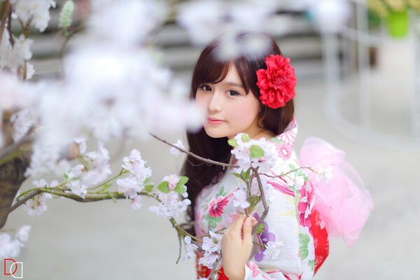 Asiatica - elegante ragazza foto con Sakura