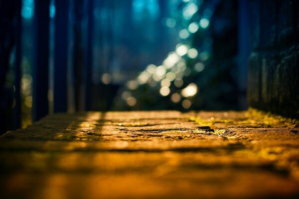 Macro shooting of trees in the evening