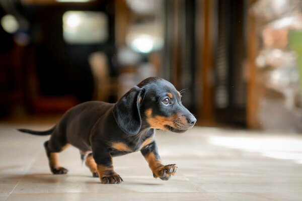 The little dachshund looks funny and moves around on the floor