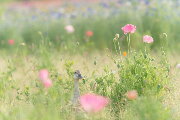 Duck in the grass in the field. pink poppies