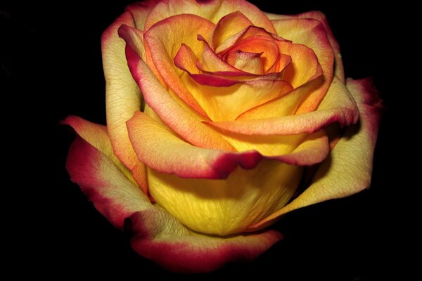 Rosa roja y amarilla sobre fondo oscuro